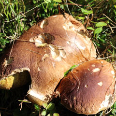 Alla ricerca dei dobloni (funghi porcini)